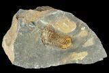 Fossil Calymene Trilobite In Nodule - Morocco #106607-2